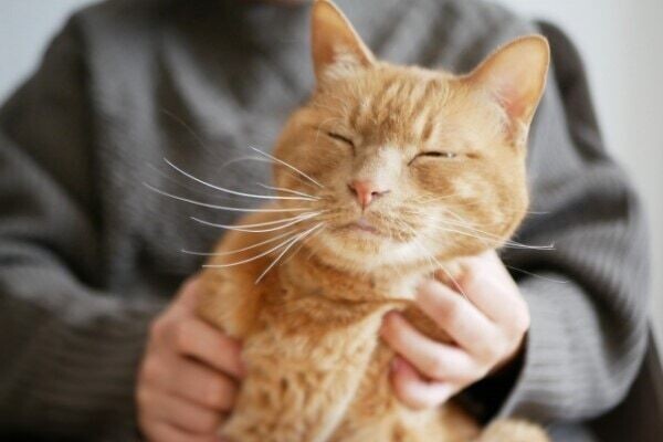 猫の専門家になるには