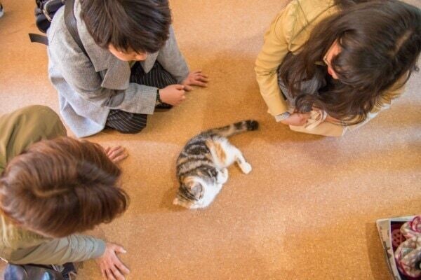 猫に関するの仕事内容と活躍分野