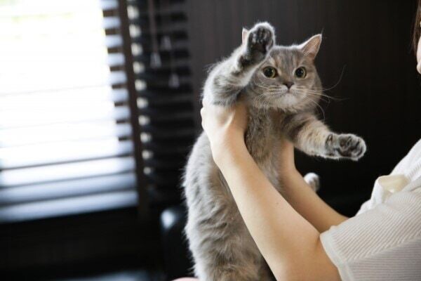 猫に関する資格　代表的な資格
