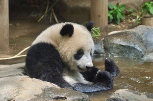 “ピンクピン太郎”じゃなくて…上野動物園生まれの「シャンシャン」が特別なパンダだったわけ