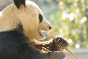 パンダはなぜタケを食べる? しっぽは何色? 観察が10倍楽しくなるパンダ基礎知識