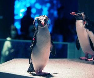 ペンギン好き大注目! 水族館「AOAO SAPPORO」はツウ好みの魚から、バックヤードも見れるぞ～